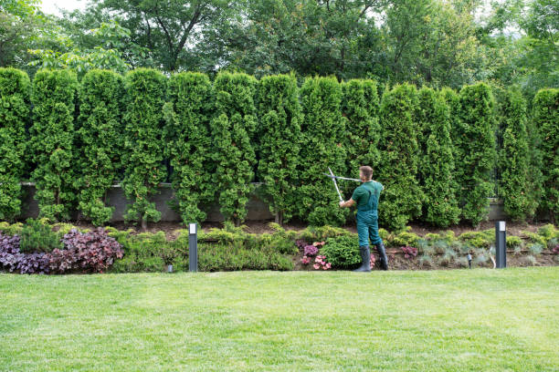 Best Tree Removal Services  in Schuylerville, NY